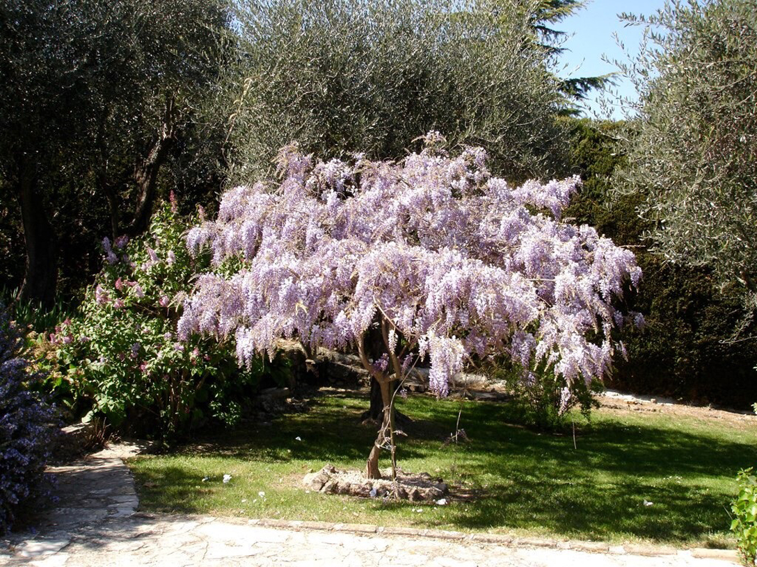 Wisteria tree blooms in April